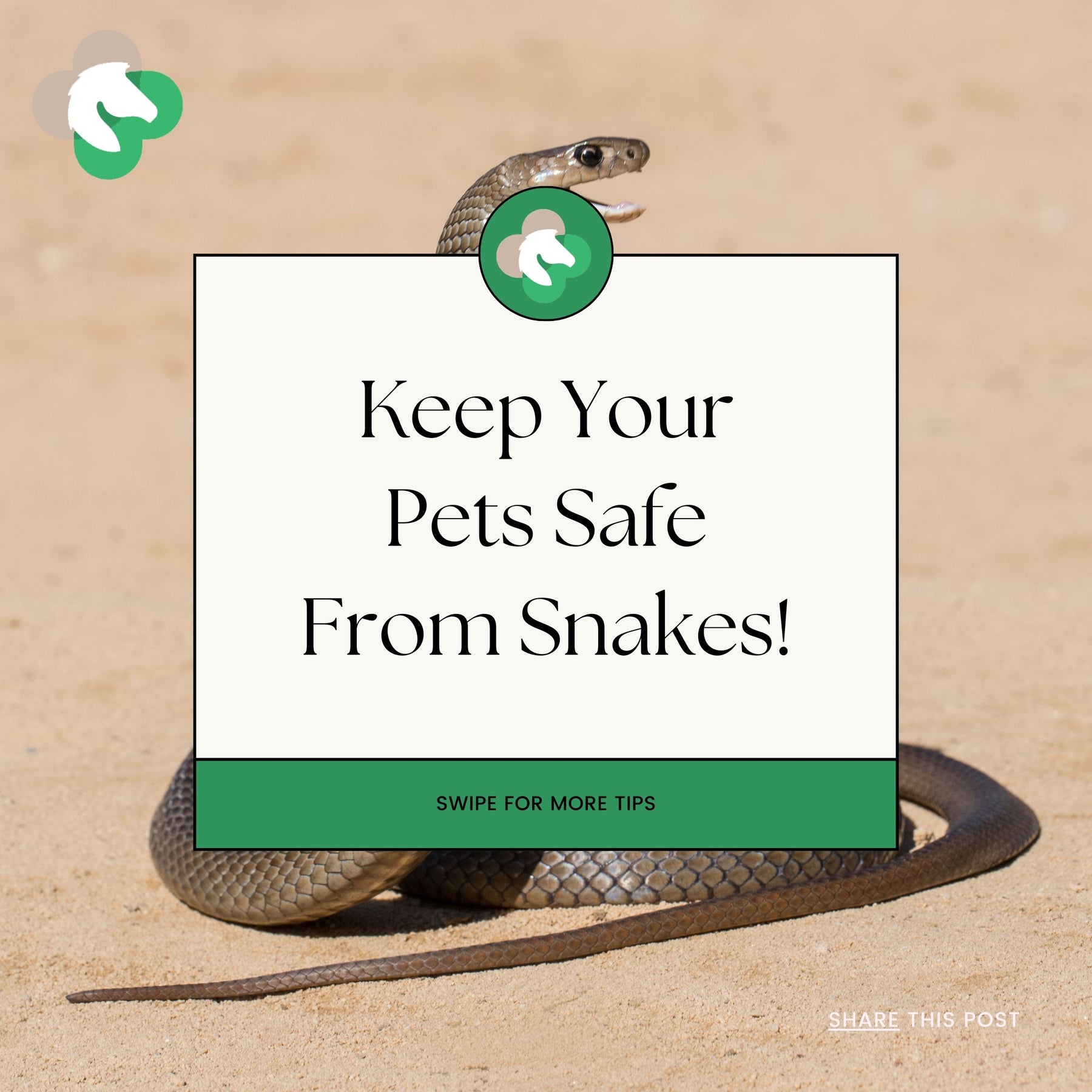 How to keep your pets safe from snakes!