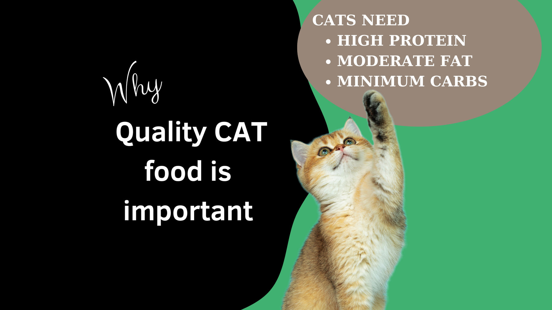 The Importance of a Good Diet for Your Cat's Health