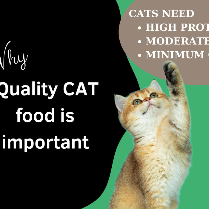 The Importance of a Good Diet for Your Cat's Health