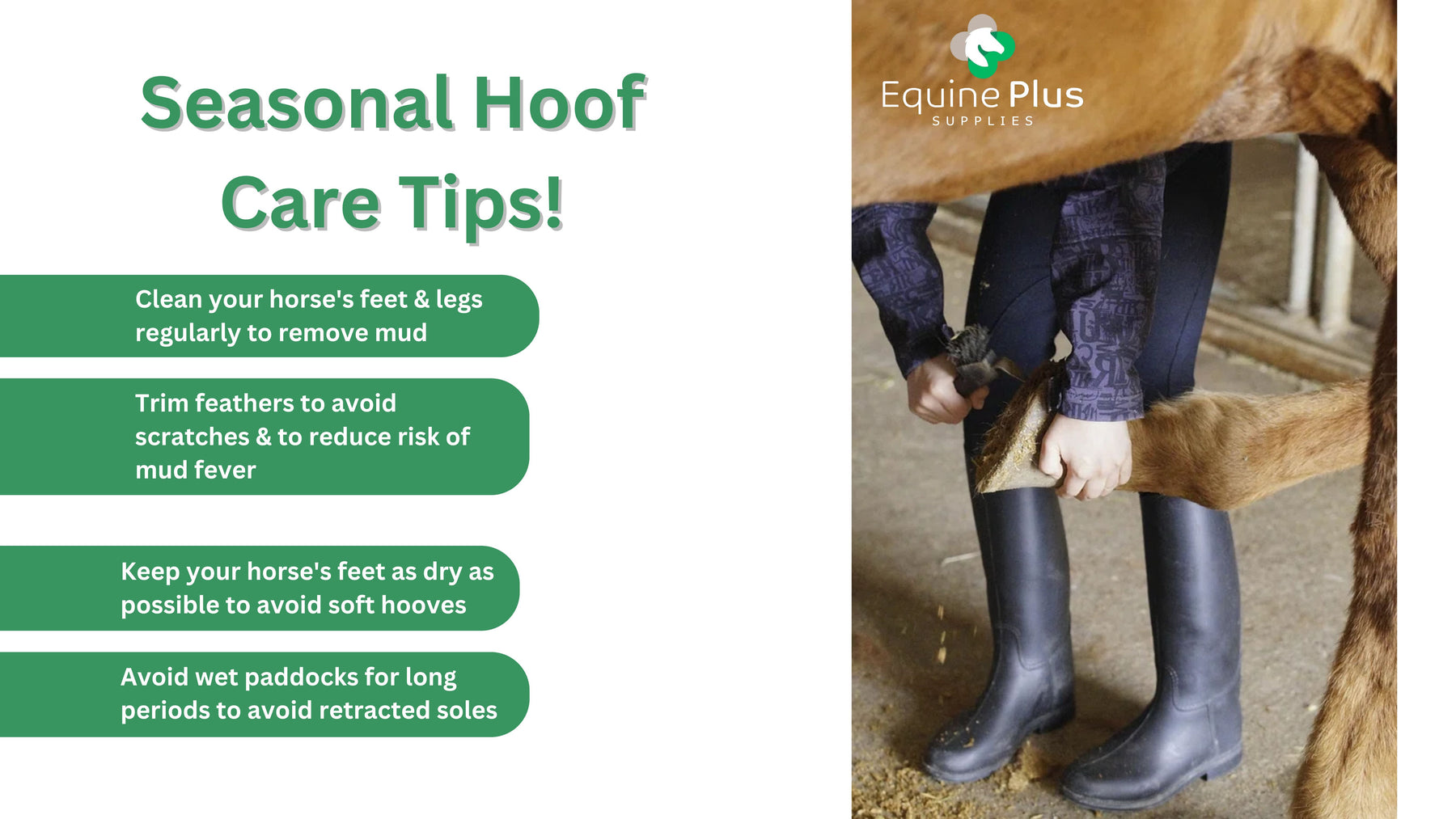 HORSE HOOF CARE