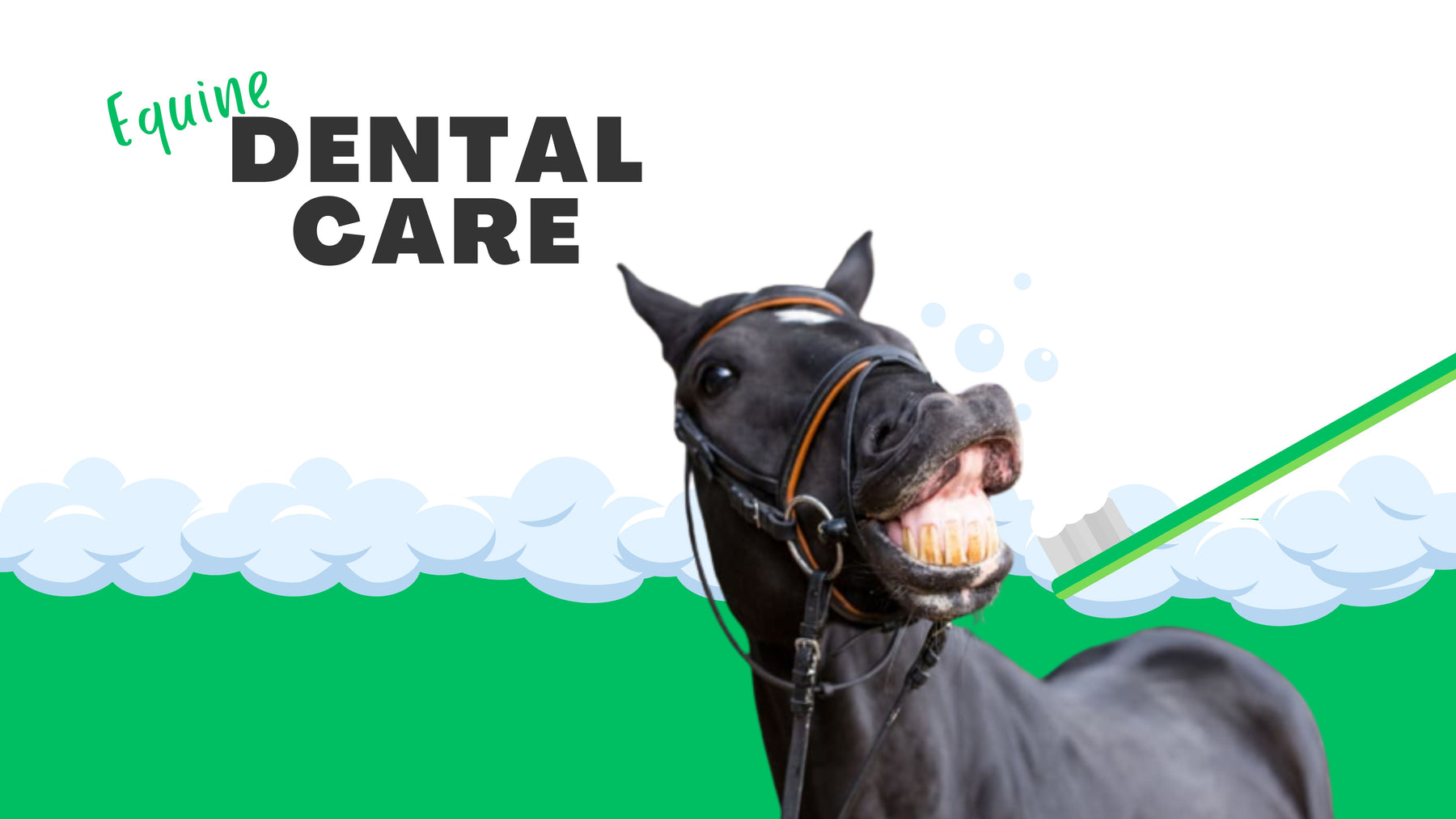 HORSE DENTAL CARE