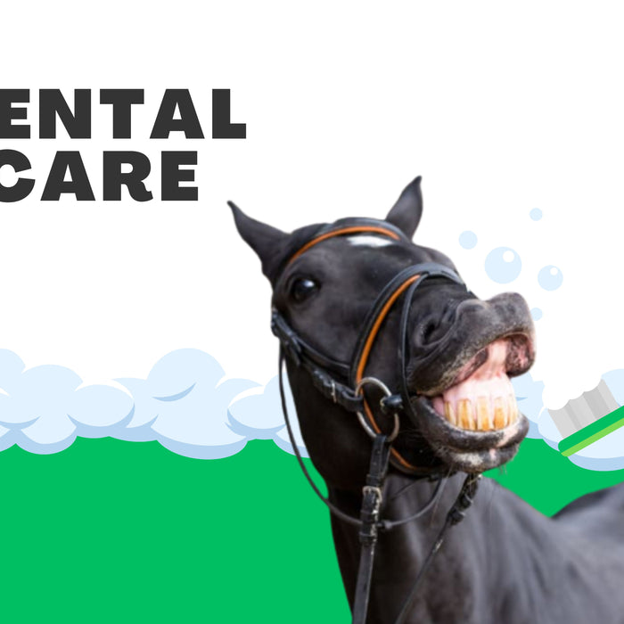 HORSE DENTAL CARE